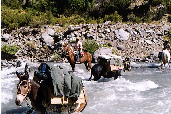Pack animals crossing a stream in Argentina