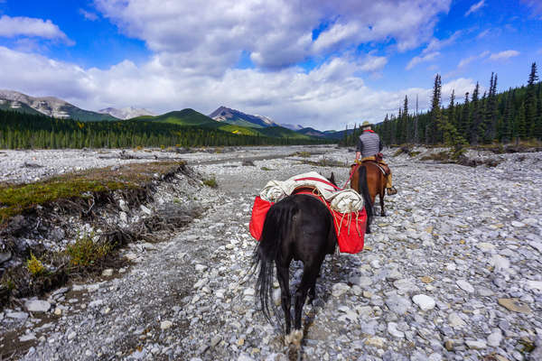 Pack horse being led on a pack trip adventure in Alberta, Canada