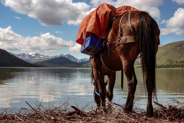 Pack horse by a lake in Canada