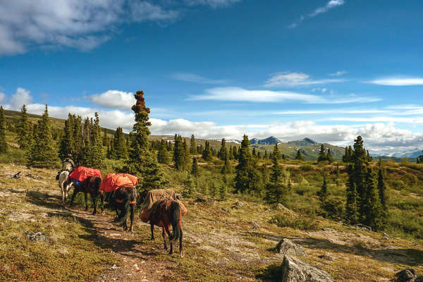 Pack horses on a Wild Yukon Expedition