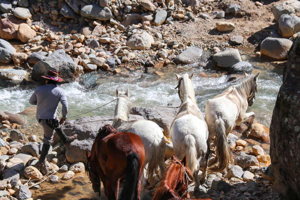 Peruvian Paso horse swimming on trail in Peru