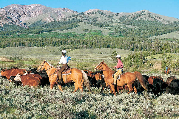 Ranch experience and cattle drive in Wyoming 
