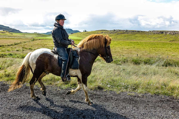 Rider riding an Icelandic horse in Iceland