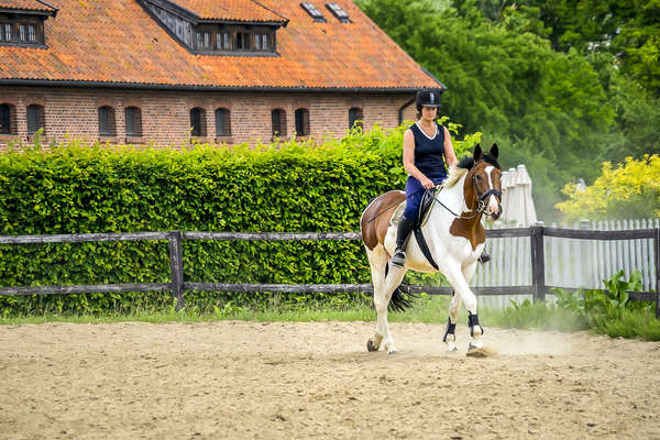 Rider trotting in the pen in Poland