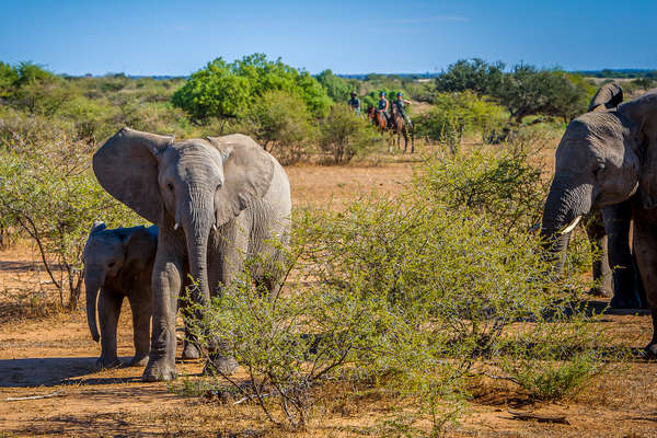 Riders and elephants in Mashatu Game Reserve