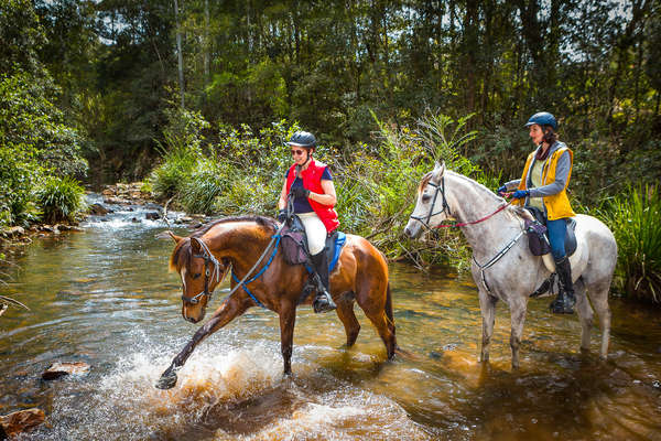 Riders and horses splashing in a creek during a riding holiday in Australia