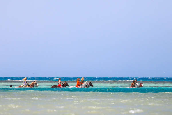 Riders and horses swimming in Egypt