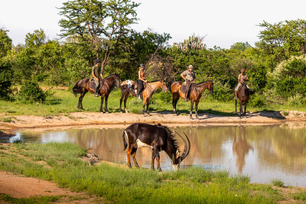 Riders at Ant's Lodges watching sable antelope in the saddle