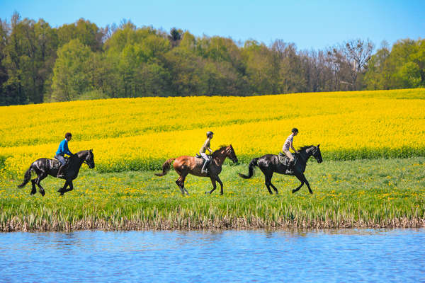 Riders cantering along a field in Poland