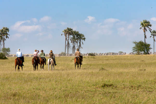 Riders following a herd of zebras in Botswana