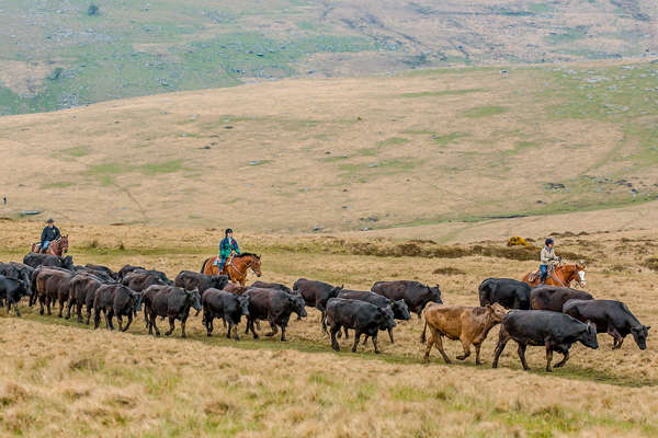 Riders on a cattle drive in England