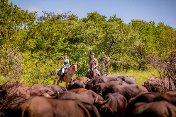 Riders on a horse safari in South Africa at Ant's collection