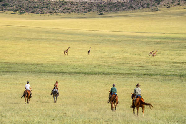 Riders riding towards giraffe in Tanzania