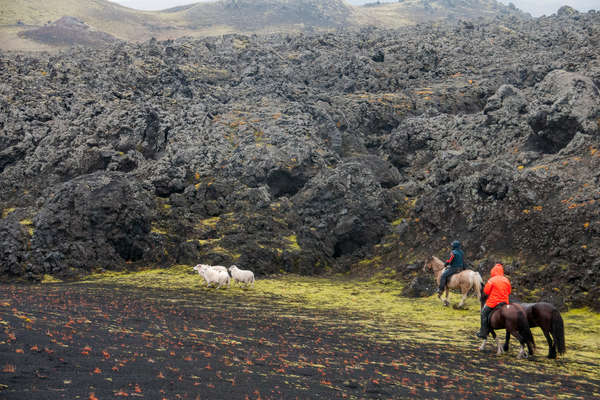 Riders roundin up stray sheep in iceland