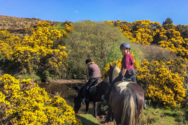 Riders through gorse brushes on horseback