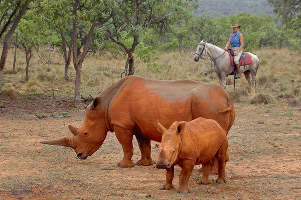 Riders watching rhino on a riding safari at Ant's lodges