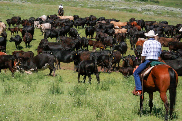 Riders working with cattle on a Montana ranch