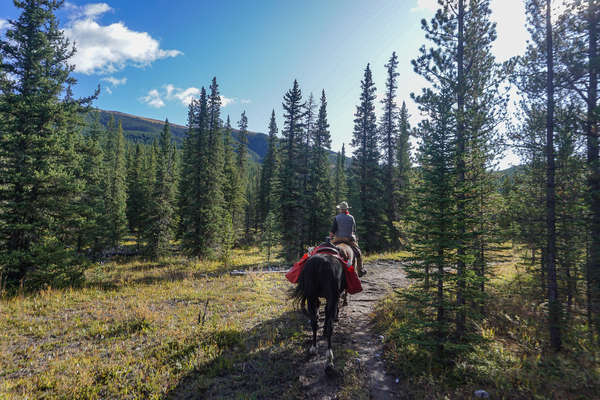 Riding through the pine forests of western Canada, near Calgary