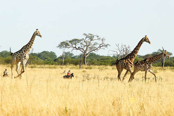 Riding with giraffe in Hwange in Zimbabwe