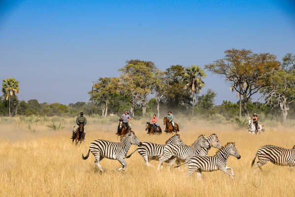 Riding with wildlife in the Okavango Delta