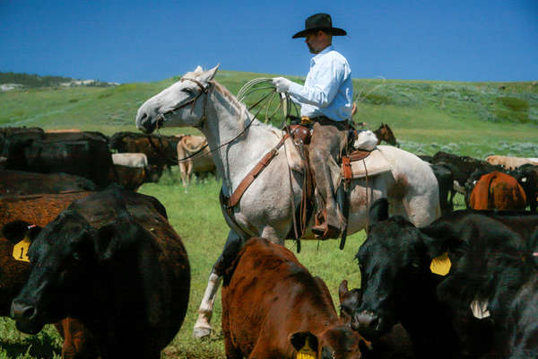 Roping cattle on a working ranch vacation