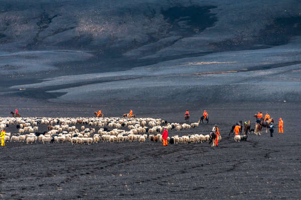 Sheep round up event in Iceland