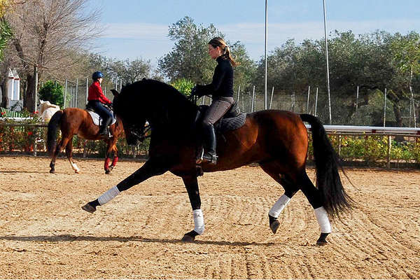 Spain and hicgh school dressage riding