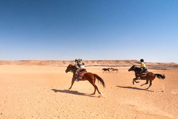 Speedy canters in the Namib Desert