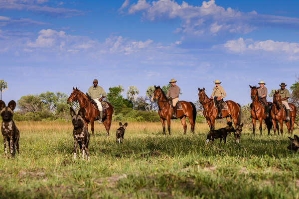 Spotting wild dogs in the saddle
