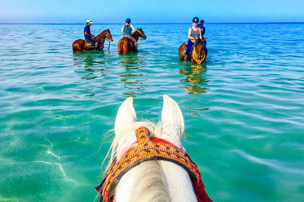 Swimming with horses on a riding holiday
