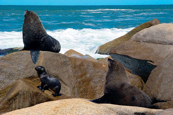 Uruguay and sea lions