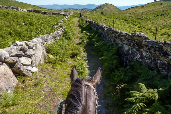 Views of the Peneda-Geres National park between the ears of a horse
