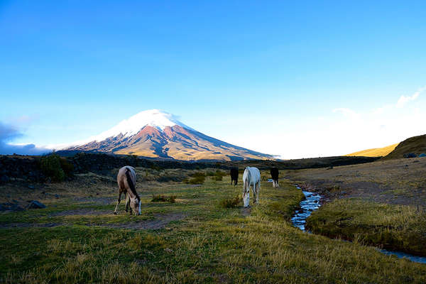 Volcano trail on horseback around Cotapaxi in Ecuador