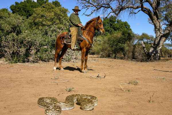 Watching a snake from horseback in Botswana