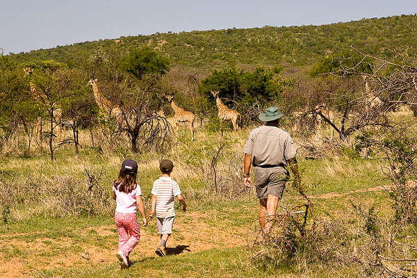 Watching giraffes in South Africa, Ant's lodges