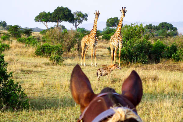 Watching wildlife between the ears of your safari horse