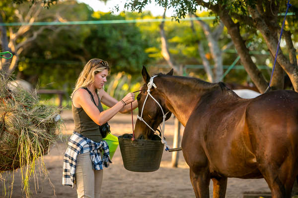 Woman feeding a horse in Mozambique