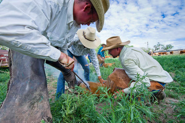 Wranglers branding a young calf at Chico Basin ranch, Colorado