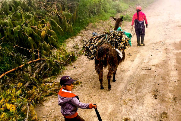 Young boys with a pack animal in Ecuador