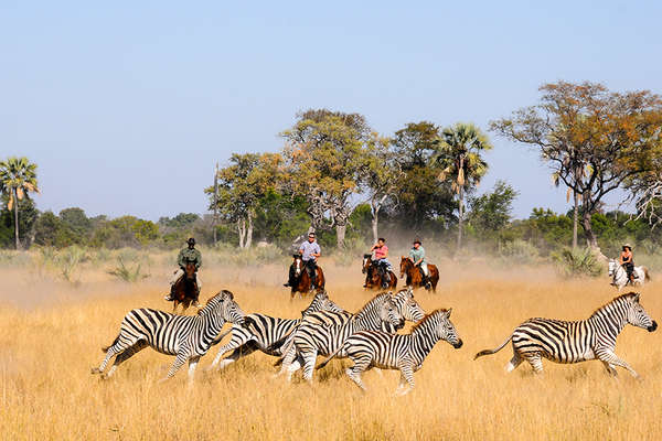 Zebras and horses in Botswana
