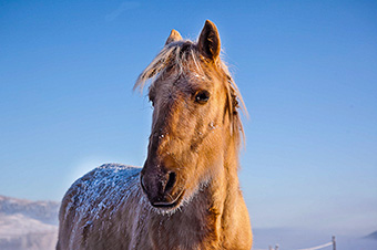 iceland northern lights ride