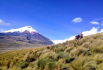 Wild Andes