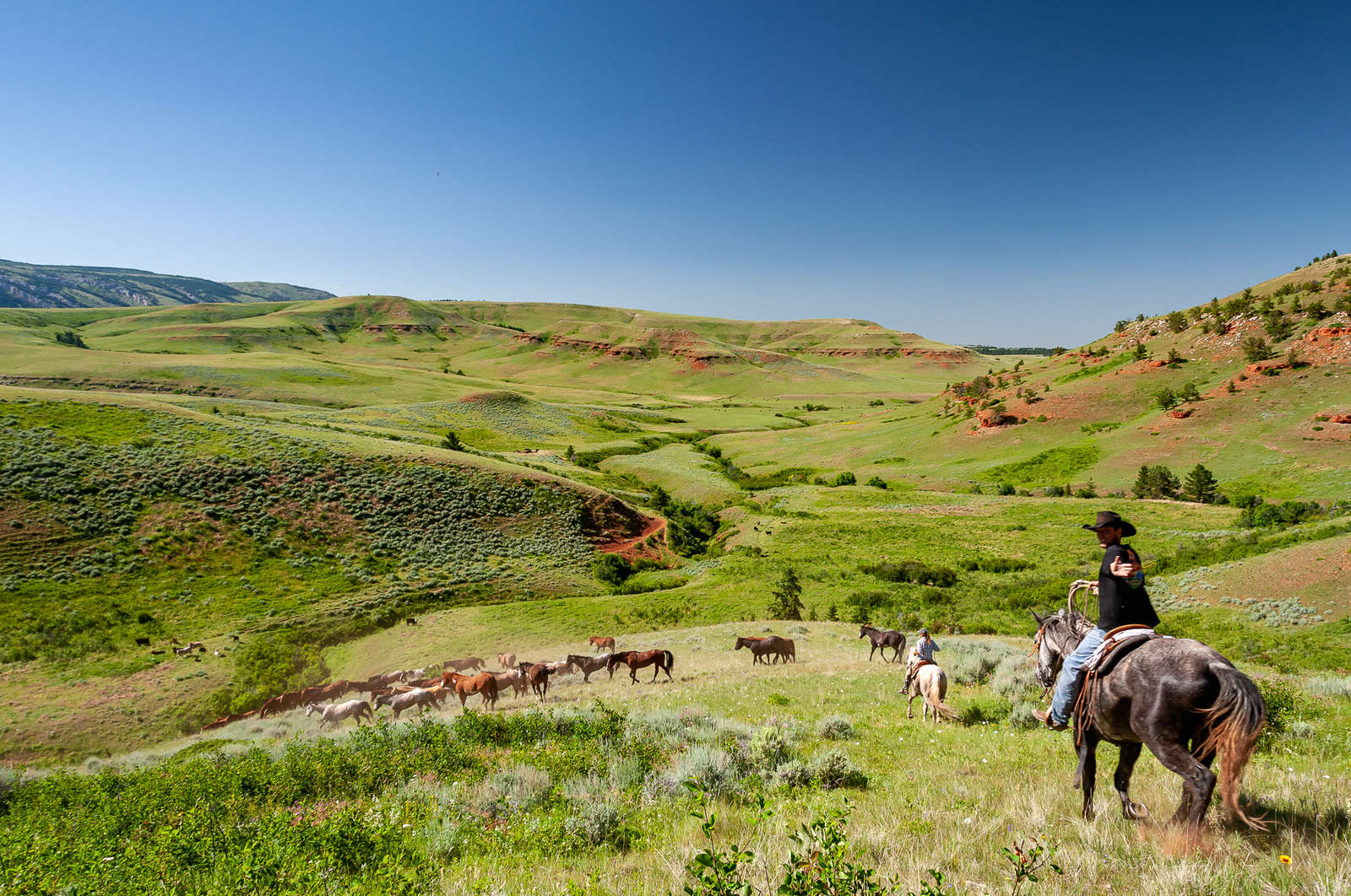 Go on a unique western horse drive in Wyoming and Montana. Equus Journeys