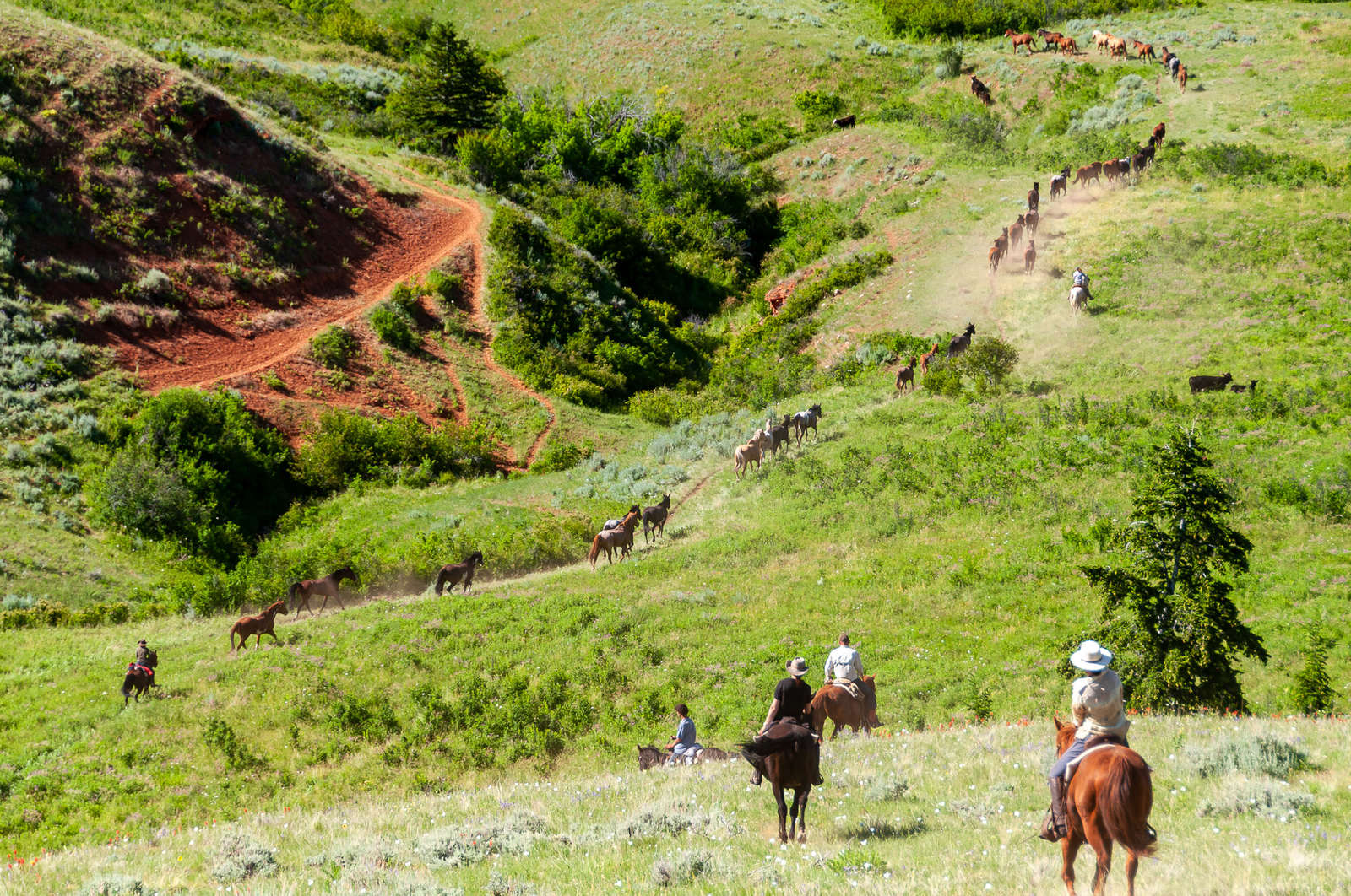 Go on a unique western horse drive in Wyoming and Montana. Equus Journeys