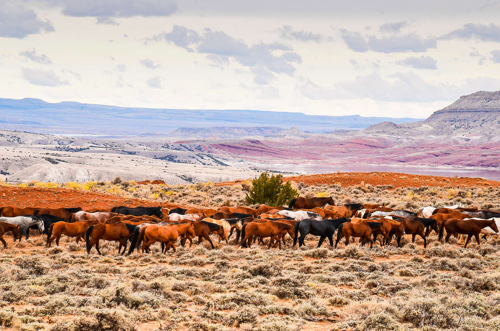 Ride with cowboys in a cattle drive in Wyoming and Montana