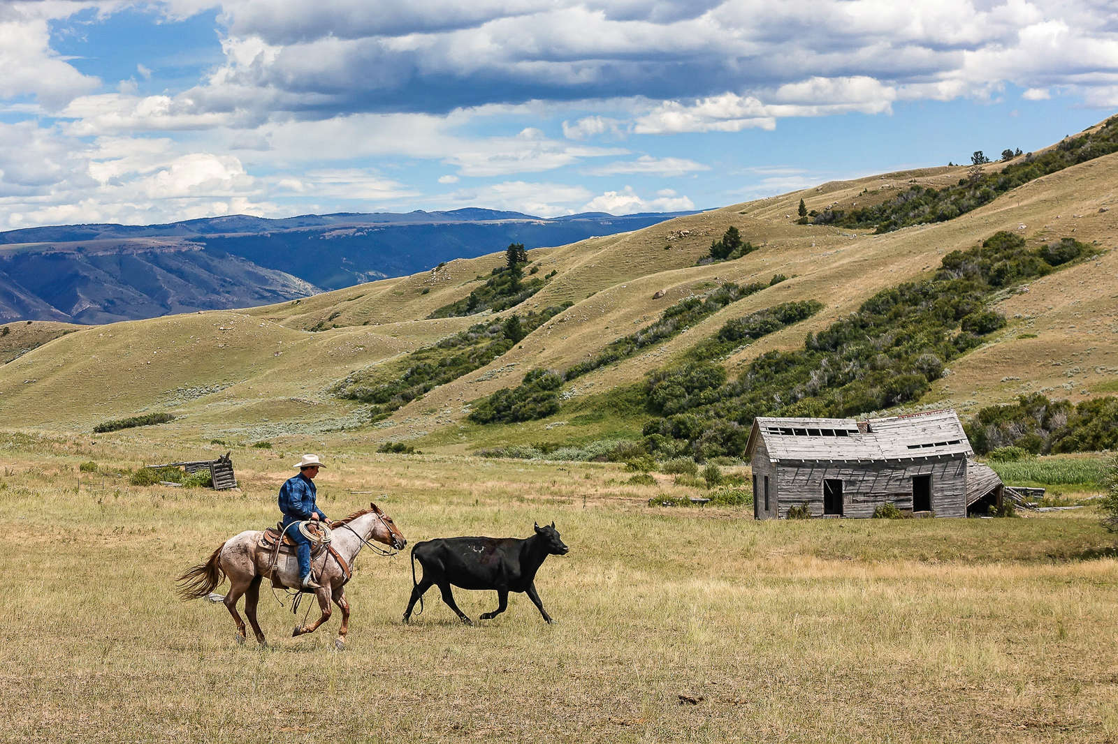 Ride with cowboys in a cattle drive in Wyoming and Montana