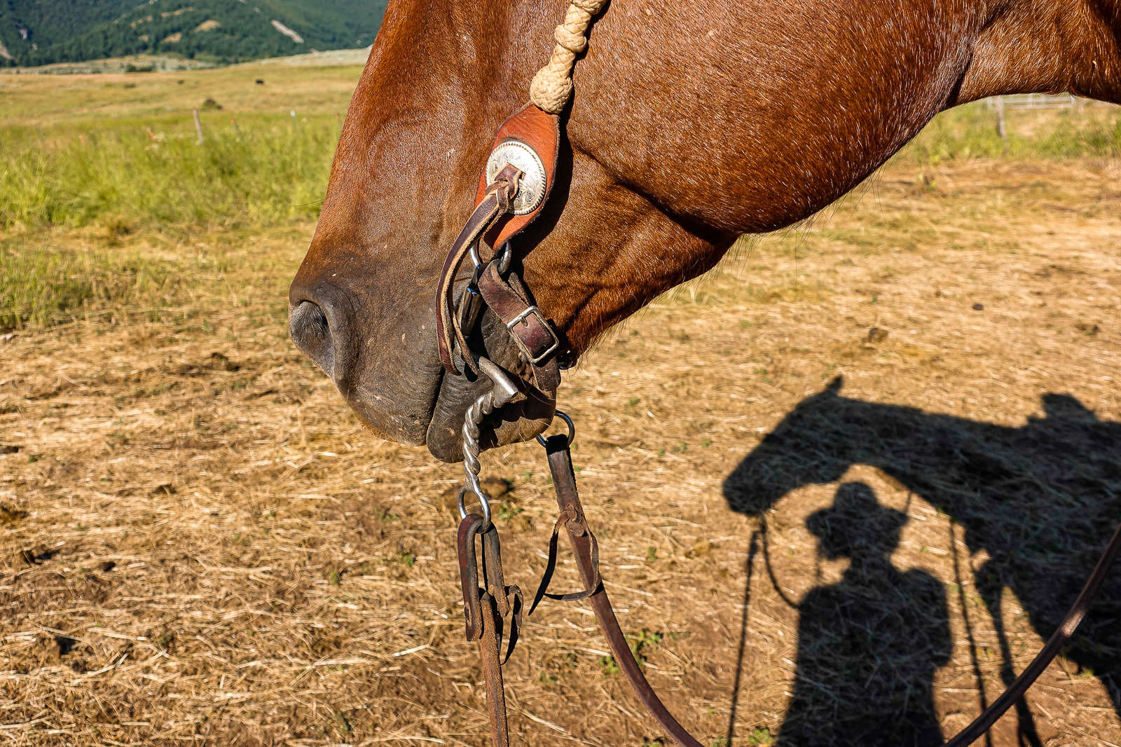 Ride with cowboys in a cattle drive in Wyoming and Montana