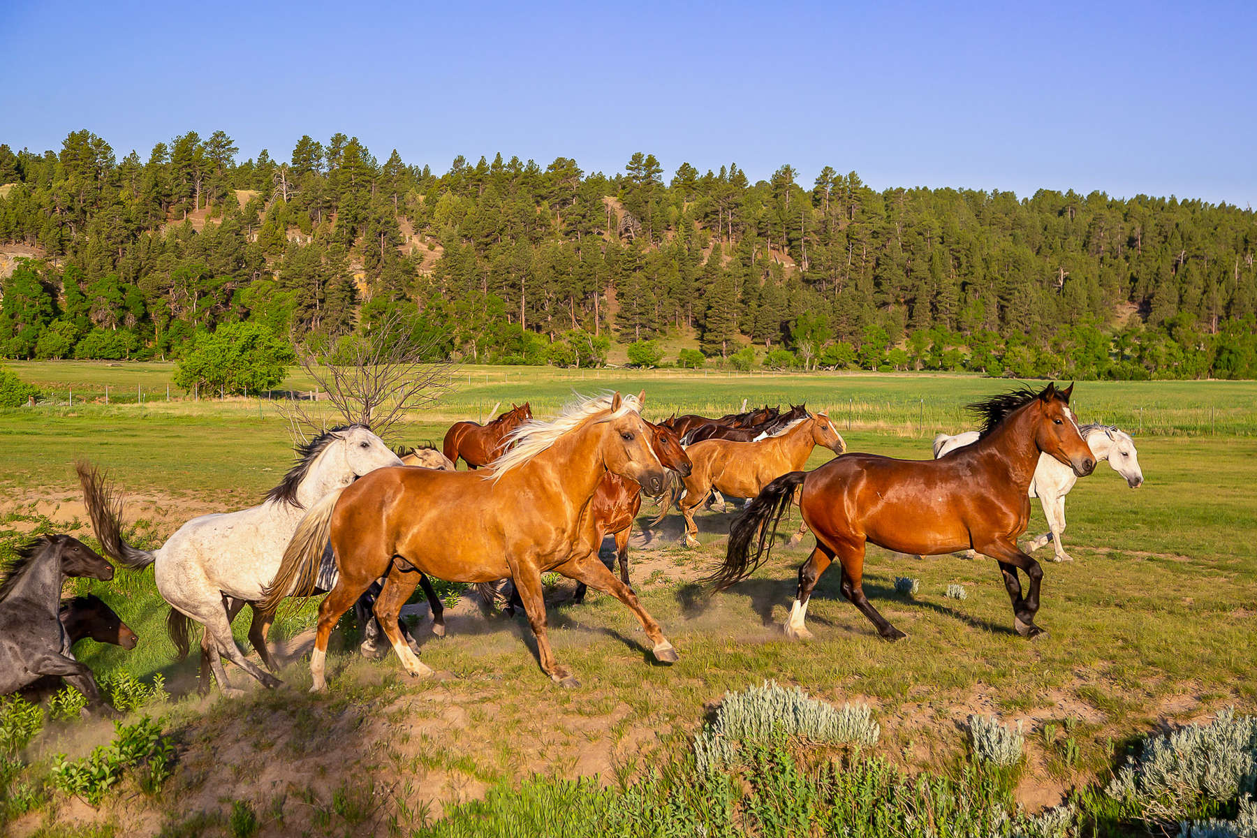A herd of horses galloping in a field in the United States