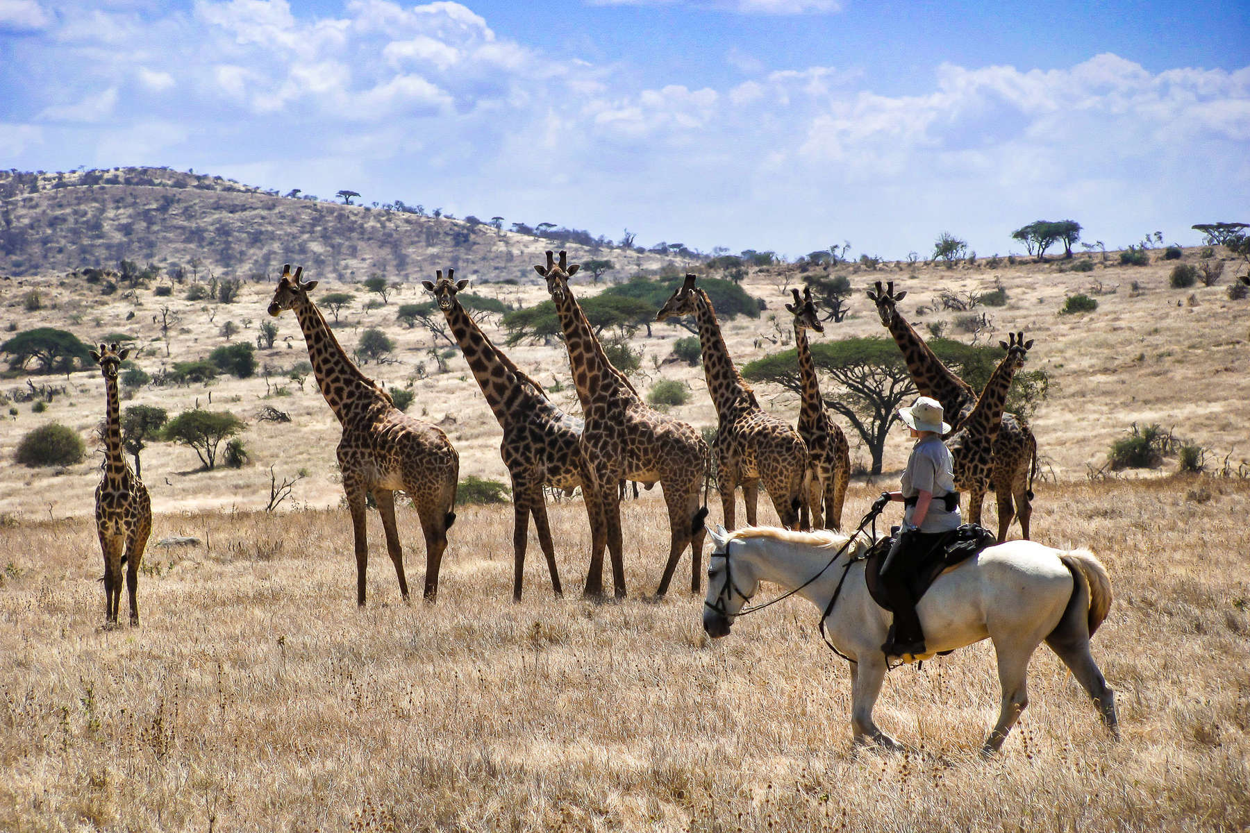 A tower of giraffe seen from horseback in Tanzania