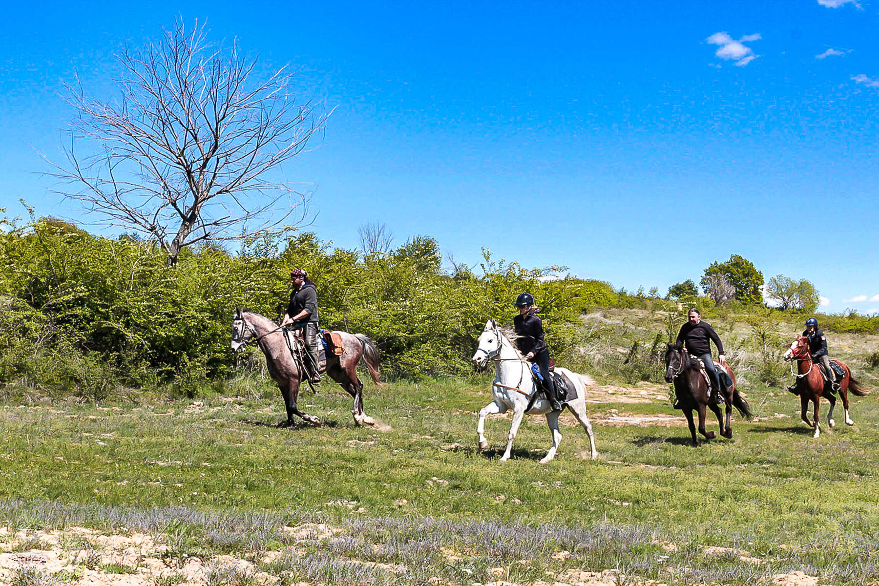 Cantering in the Bulgarian countryside